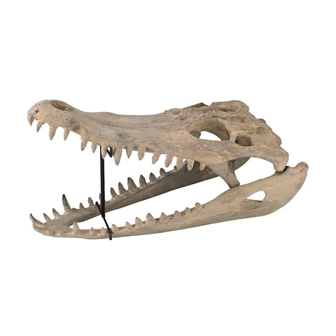 Cretaceous Gator Skull