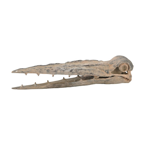 Cretaceous Extinct Crocodile Skull