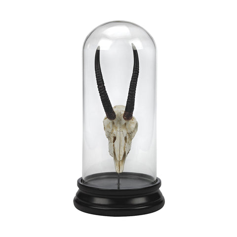 Naturae Antelope Curio