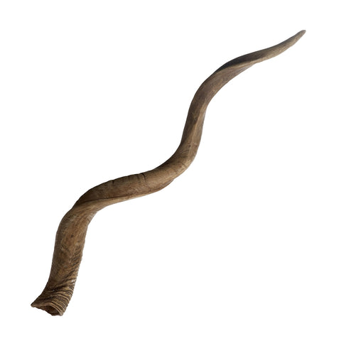 Blonde Curved Kudu Horn