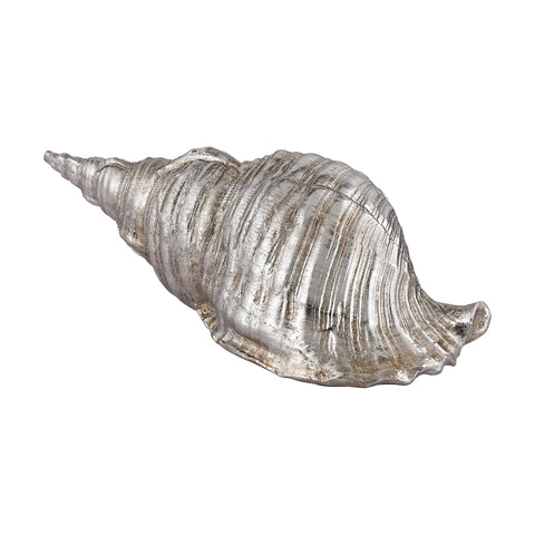 Silver Cone Shell