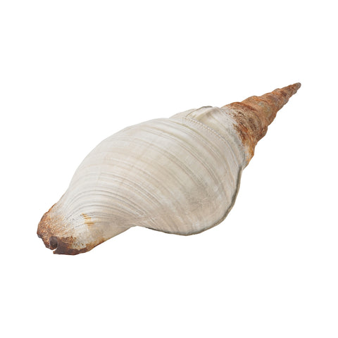 Grand Turk Cone Shell