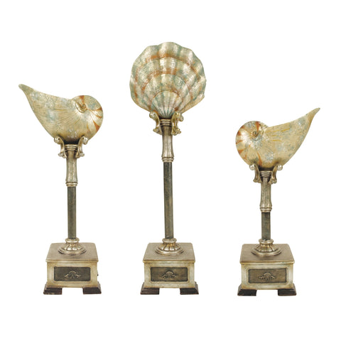 Set of 3 Cultured Seashells